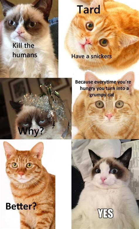 Better Funny Grumpy Cat Memes Grumpy Cat Grumpy Cat Meme