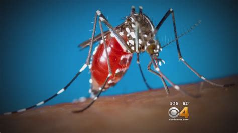 Zika Virus Might Have Been Transmitted By Mosquito For 1st Time In Us Cbs Colorado