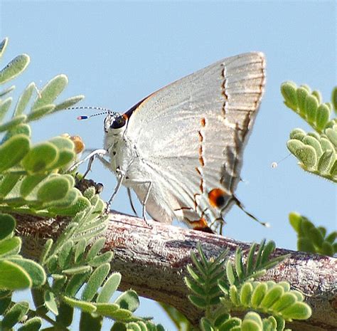 Western Tailed Blue Butterfly Cupido Amyntula Nvbob2 Flickr