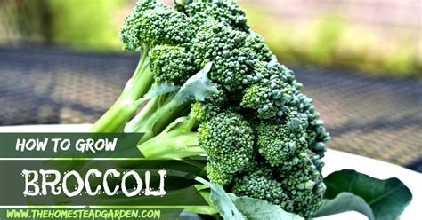 How To Grow Broccoli The Homestead Garden The
