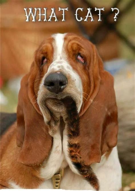 21 Funny Basset Hound Dog Memes The Paws Basset Dog Basset Hound