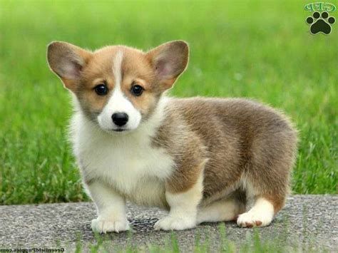 Browse our selection of toy and teacup puppies with delivery options available. Corgi Puppies For Sale In Oklahoma | PETSIDI