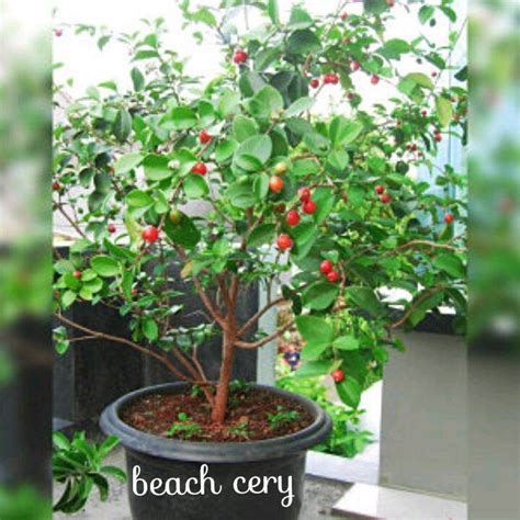 Bibit Beach Cherry Cery Cery Cangkok Benih Pohon Tanaman Buah Di Dalam