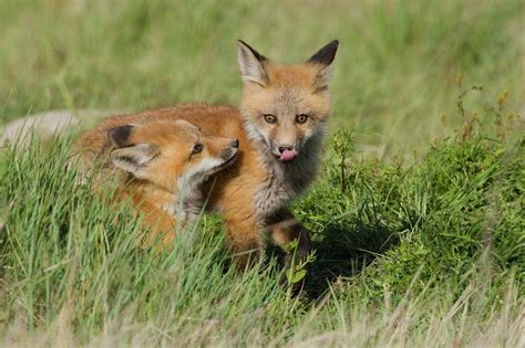 Red Fox Kits Playing Photograph By Ken Archer Fine Art America