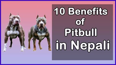 10 Benefits Of Pitbull Dogs In Nepali Pitbull Breedका केहि फाईदाहरु