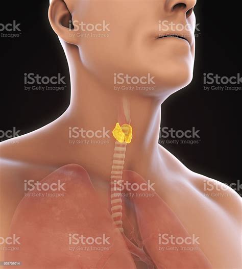 Human Thyroid Gland Stock Photo Download Image Now Istock