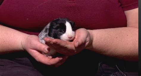 Meet Nashville Zoos Guinea Pig Household The Tennessee Daily News