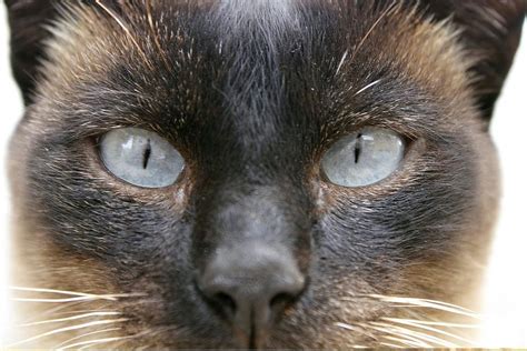 Siamese Cats Eyes Photograph By Science Photo Library Fine Art America