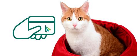 My cat, luna, has bad teeth—it's. Tulare Veterinary Hospital Accepts Care Credit