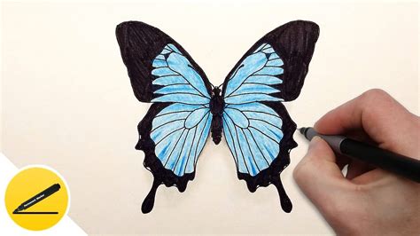 Easy Butterfly Pictures To Draw Peepsburghcom
