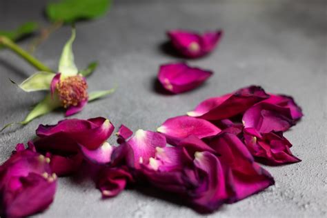 Purple Rose Petals Photo Free Blossom Image On Unsplash