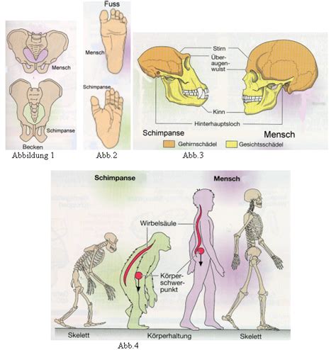 Comparative Anatomy Human Vs Chimpanzee Anatomy Art Drawing