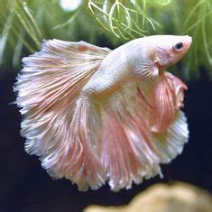 Ghost shrimp are almost translucent and are very pale in color, which means they are unlikely to attract the attention of your. Pale Pink Betta Fish | Animals beautiful, Animals, Betta fish