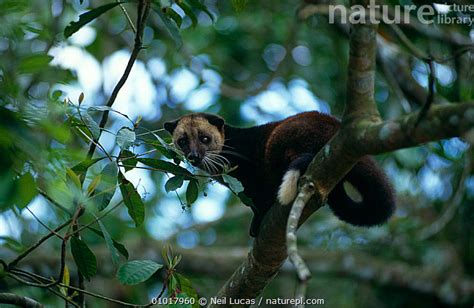 Stock Photo Of Small Toothed Palm Civet In Tree Arctogalidea