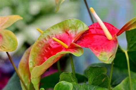 Flamingo Flower Stock Photos Pictures And Royalty Free Images Istock