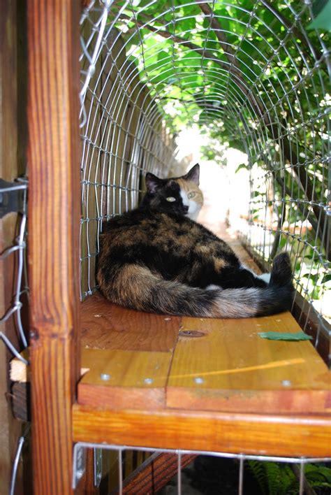 If you are going to adopt a dog or cat, remember that you will need to spend time researching how to train them and actually training them. Easy DIY Cat Enclosure - Cuckoo4Design