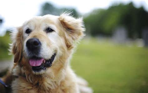 American sign language video about symptoms. Ten Early Warning Signs of Canine Cancer - The Dogington Post