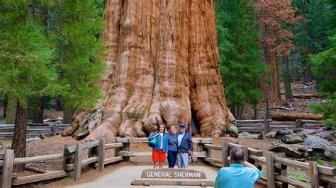 Sequoia And Kings Canyon National Parks Vacations 2017 Package And Save
