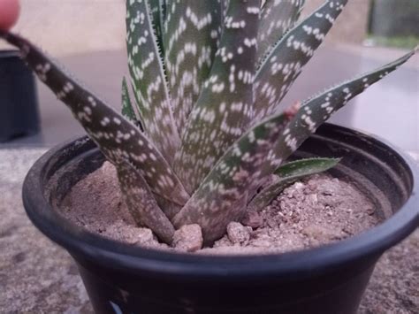De hecho, una porción de taza de hojas de cactus. Manchas negras en los cactus