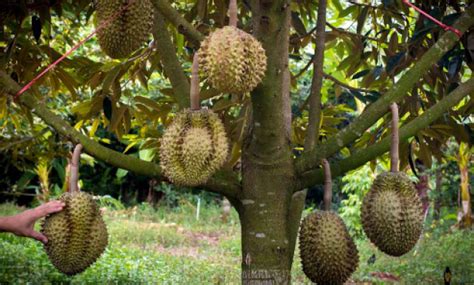 Durian musang king dianggap sebagai raja durian. 5 Tips for Succeeding Durian Musang King's Cultivation ...