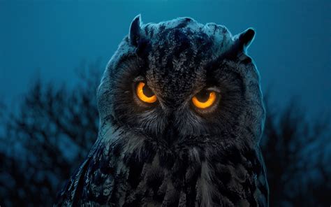 Owl Glowing Eyes 4k Wallpaper 4k
