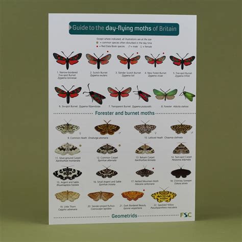 a guide to the day flying moths of britain from wildegoose nursery