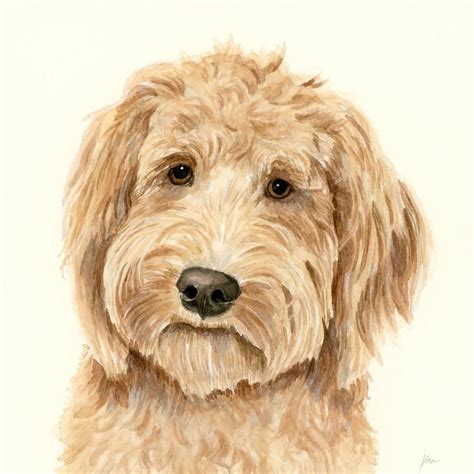 How To Draw Goldendoodle Step By Step Guide Drawing All