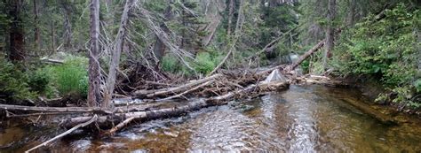 Log Jam In A River Us Geological Survey