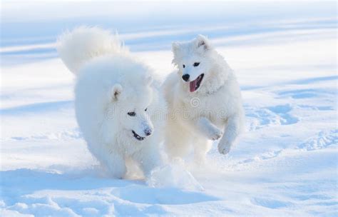 Samoyed Dogs Stock Image Image Of Horizontal Eskimo 13486185