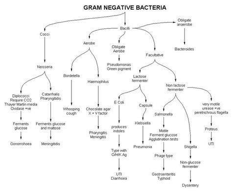 25 Best Ideas About Gram Negative Bacteria On Pinterest 736x608