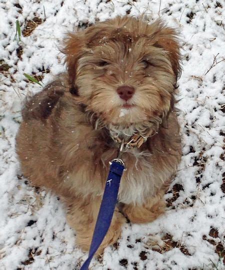 The frenchton has an amicable and affectionate disposition, immensely craving for human attention, also loving to be. Grady the Havanese Mix, FALLING IN LOVE AGAIN ...