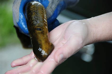 Report Shows Mixed Results On Great Lakes Lamprey Control