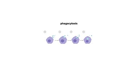 What Are The Three Main Types Of Phagocytes