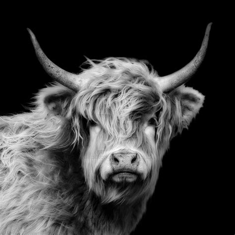 Highland Cow Portrait In Black And White By Linseywilliams On Deviantart