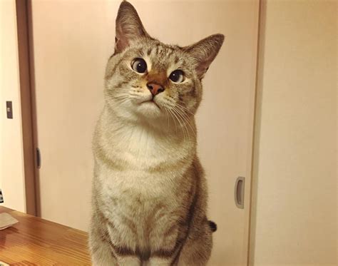 Sol The Cross Eyed Cat Is New Instagram Star Life With Cats
