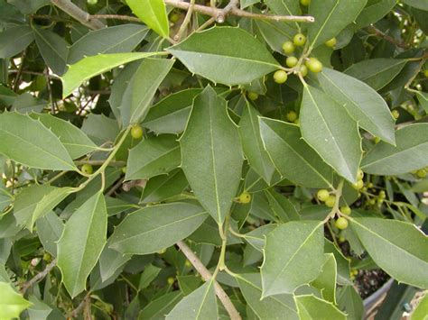 Savannah Holly Hickory Creek Nursery