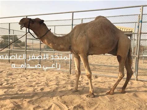 جريدة إلكترونية مستقلة ترصد جميع الأخبار السياسية، الفنية والرياضية في لبنان والشرق الأوسط، بالاضافة إلى تحليل الاحداث الدولية والمحلية ومواقف الشخصيات المتحد الاصفر