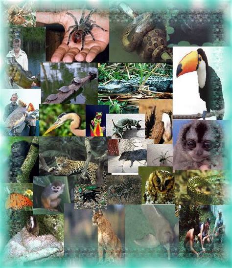 flora y fauna colombiana ~ ingenio social