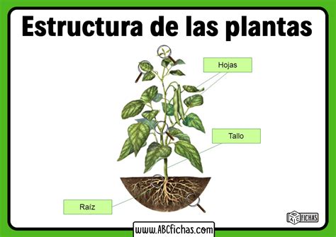 Lánya Kihagyott Érintő érzék Estructura Y Funcion De Las Plantas A