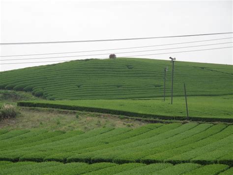 Green Tea Field In Jeju Island