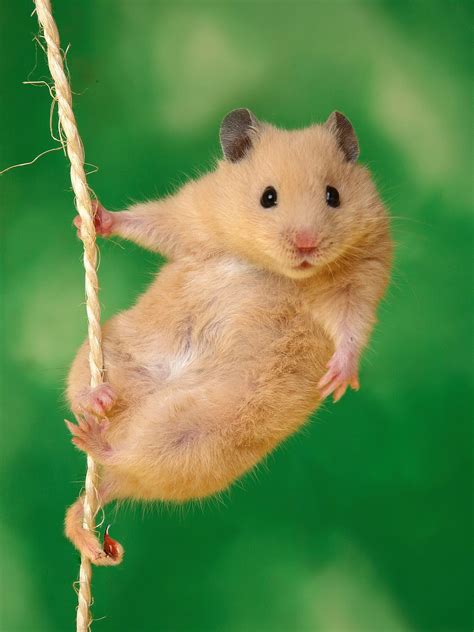 222 Hình ảnh Chuột Hamster Cute Dễ Thương Và Ngộ Nghĩnh