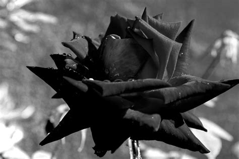 Heartbroken, broken hearted, grief stricken, beside oneself with grief, devastated, wretched, sick at heart, desolate. HEARTBROKEN: Synonyms and Related Words. What is Another ...