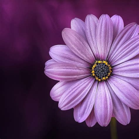 2048x2048 Purple Daisy Flower Ipad Air Hd 4k Wallpapers Images