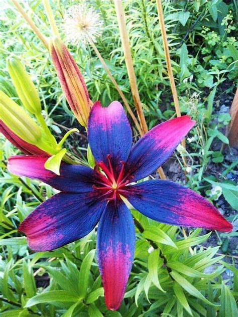 It Said Red And Black Tango Lilly Or Lilium Asiatic Lionheart Lily