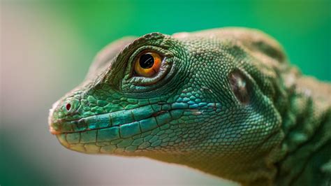 2560x1440 Green Lizard Reptile Macro 4k 1440p Resolution Hd 4k
