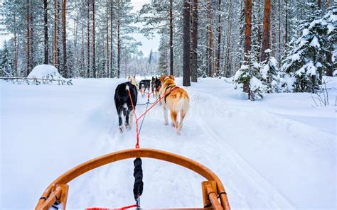 Husky Dogs On Sledding In Rovaniemi Forest Reflex Stock Photo Image