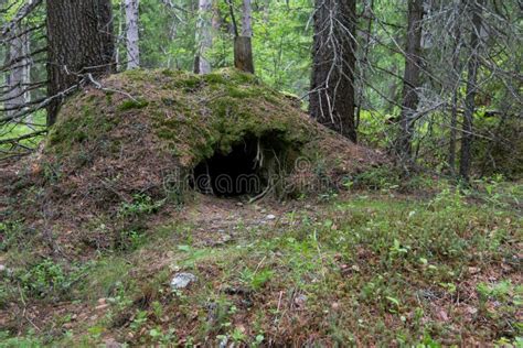 Höhle des Bären stockfoto Bild von holz tief wald