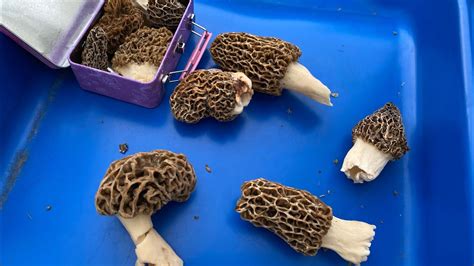 Morel Mushroom Hunting In Hannibal Missouri Youtube