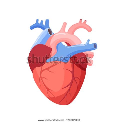 Anatomical Heart Isolated Muscular Organ Humans Stock Vector Royalty