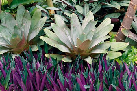 A flowering ground cover plant can transform a tricky bare patch of dirt into a riot of colour or fragrance. Get The Tropical Look - New Zealand Handyman Magazine